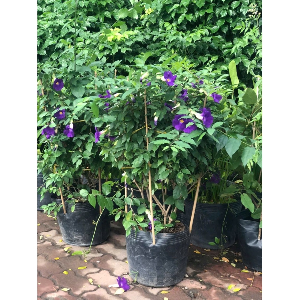 Cây cát đằng đứng