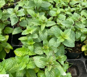 Cây rau gia vị trồng sẵn có đáng để đầu tư?