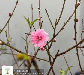 Mua đào Tết từ 18 tháng Chạp: lợi nhiều hơn bạn nghĩ