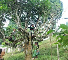 Loại cây lá chát thường dùng để uống trở thành cây cảnh được săn lùng