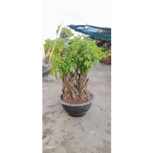 Cây ngủ da bì bonsai gốc to