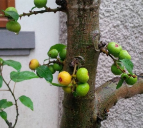 Cây sung bonsai: Ý nghĩa, hình ảnh, cách trồng, chăm sóc tại nhà