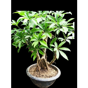 Cây ngủ da bì bonsai gốc trung