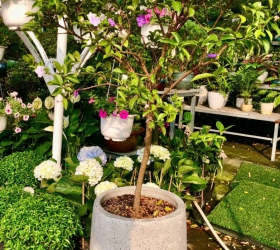 CÂY LÀI NHẬT NGÀY TẾT