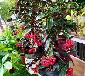 CÂY KIM NGÂN LƯỢNG NGÀY TẾT