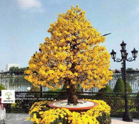 Đừng Nhặt Lá Mai Theo Cảm Tính – Đây Là Cách Giúp Mai Nở Theo Ý Muốn