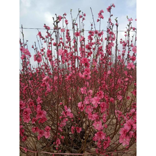 CÀNH ĐÀO NHẬT TÂN ĐẾN HẸN LẠI LÊN