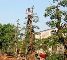 Chiêm ngưỡng vườn kiểng trị giá 170 tỷ đồng