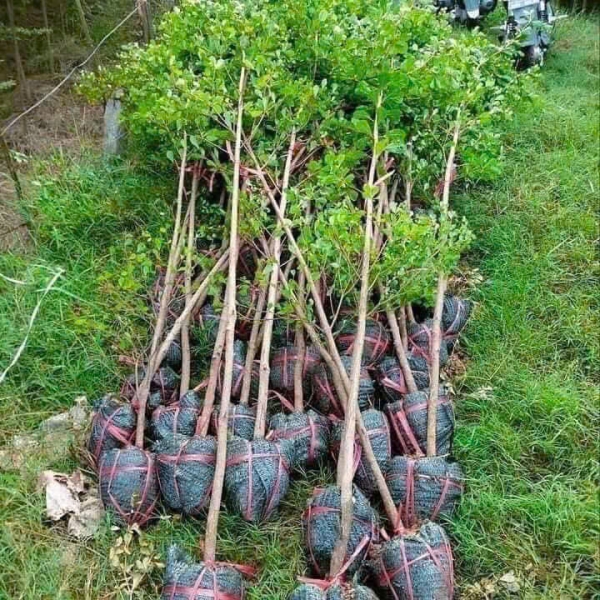 Cây bàng đài loan size nhỏ (cây công trình)