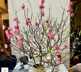 Chưa Vào Tết Mà Đào Đã Tàn - Lỗi ở đâu?