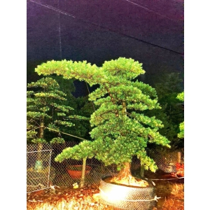 BÁN TÙNG LA HÁN DÁNG BAY CAO 5M TÁN BAY 3M