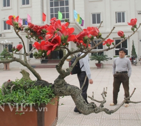 Ngắm cây gạo “nhí” nở hoa khiến dân chơi bonsai mê mẩn