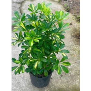 Cây ngủ da bì size nhỏ