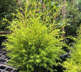 CÂY TÙNG THƠM NGÀY TẾT