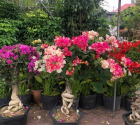 HOA GIẤY NGÀY TẾT