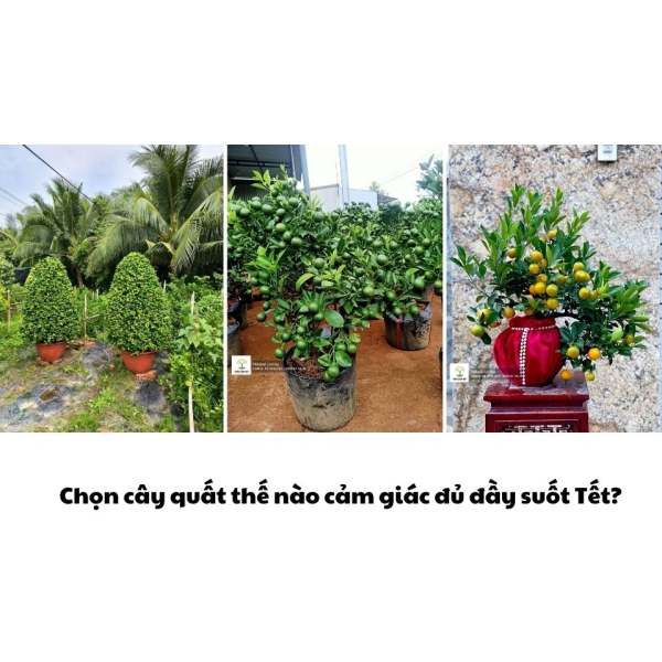 Cây quất - bình phúc lộc
